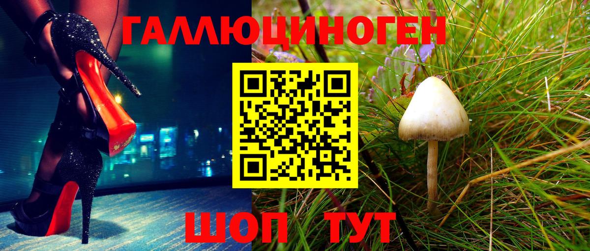 Псилоцибиновые грибы Psilocybe Майкоп